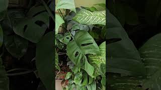 New leaf in monstera plant KAARIGIRIbyMayuriPatel gardening monstera ytshorts [upl. by Acima494]