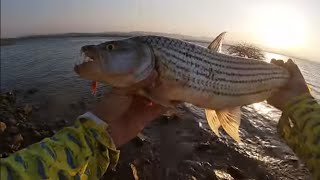 Tiger Fishing in winter at Nkonkoni Fishing Camp [upl. by Cinom]