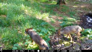 Vlčia svorka  Canis lupus Kremnické vrchyVlk dravý [upl. by Retsel]