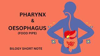 Oesophagus Digestionll Pharynx and Oesophagus physiology [upl. by Arais]