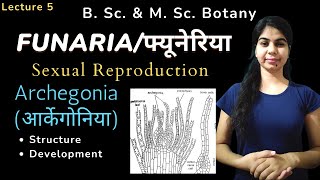 FUNARIA फ्यूनेरिया  Sexual Reproduction  Archegonia आर्केगोनिया  हिंदी में  Botany [upl. by Shirah344]