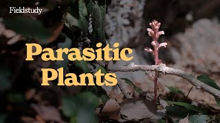 Parasitic Plants in the UK [upl. by Narib357]