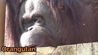 Amazing orangutan family 413 オランウータン家族の日常【Cute animal baby videos】【多摩動物公園】 [upl. by Clie]