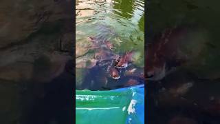 Part 2 Mas Madami Pa at ang Lalaki ng Bunganga Fish Feeding Giant Catfish 🐟 GiantFish [upl. by Nitnert]