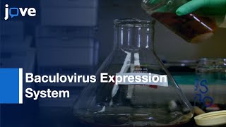 Baculovirus Expression System for Recombinant Proteins Expression  Protocol Preview [upl. by Sihonn]