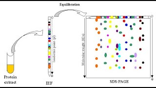 TWO DIMENSIONAL GEL ELECTROPHORESIS [upl. by Tnek]