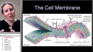 Cell membrane 1 Intro [upl. by Boswall]