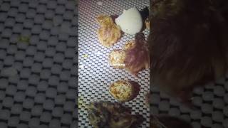 How To Hatch Chicken Eggs in an Incubator incubator animals farming [upl. by Ibbison]