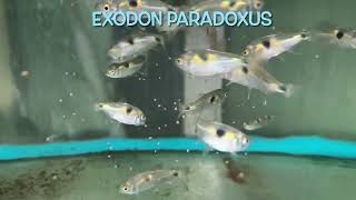 Exodon paradoxus [upl. by Mela91]