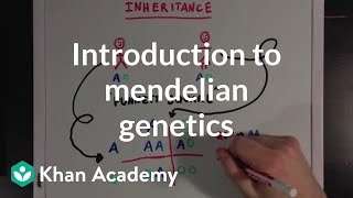 An Introduction to Mendelian Genetics  Biomolecules  MCAT  Khan Academy [upl. by Ocsecnarf]