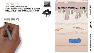 Mechanoreceptors [upl. by Hansel]