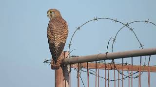 Common Kestrel Falco tinnunculus Landtong Rozenburg ZH the Netherlands 4 Nov 2024 23 [upl. by Aikas893]