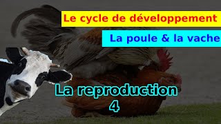 Le cycle de vie de la poule  classe primaire eb1 [upl. by Manno774]