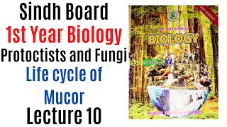 life cycle of mucor zygomycota protoctista and fungi 1st Year biology Sindh text book board new book [upl. by Yenaffit]