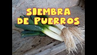 Como sembrar Puerros  Tu Huerto fácil  cultivando [upl. by Nelrah89]