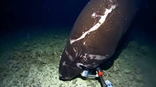 Pacific Sleeper Shark September 2024 [upl. by Refotsirk765]