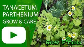 Tanacetum parthenium  grow amp care Feverfew [upl. by Michigan]