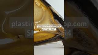 751654 AIAPA Horse hoof plastinate Plastinate [upl. by Helaine117]