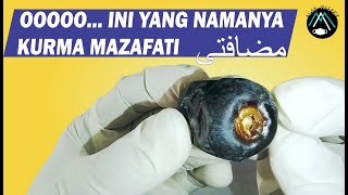 Mengenal Kurma Mazafati atau Kurma Bam Mazafati Dates Bam Dates [upl. by Okimuy]