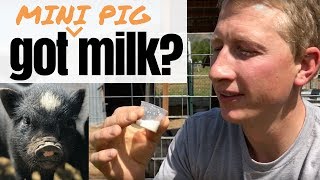 What Does Mini Pig Milk Taste Like [upl. by Koser]