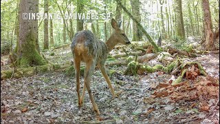 Une jolie parade de pinsons et un festival de martres  instants sauvages SP 20240504 [upl. by Nylleoj]