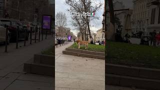 Milan  italy 🇮🇹 shortvideo viralvideo travel [upl. by Raseac793]