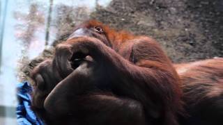 Orangutans I want to be like You [upl. by Monjan]