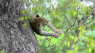 Leopard Playing behaviour unseen [upl. by Nyrb236]