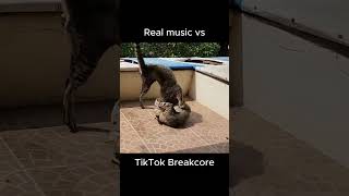 Real Music vs Breakcore [upl. by Htebezile954]