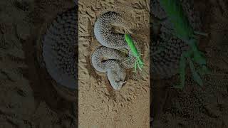 Arabian Horned Viper With Mantis macrophotography macro insects photography photooftheday [upl. by Boardman]