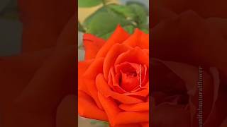 Beautiful colour rose flowers 🌹flowers nature beautifulflowers rosegarden naturalflowers love [upl. by Mariya]