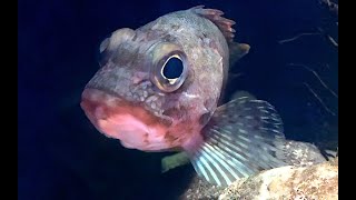 アヤメカサゴ Yellowbarred red rockfish Sebastiscus albofasciatus [upl. by Mainis]