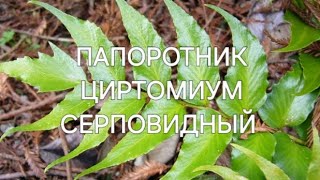 Папоротник Циртомиум Серповидный Cyrtomium falcatum [upl. by Chan]