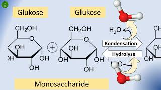 Kondensation und Hydrolyse erklärt  Von Monomeren zu Polymeren  glykosidische und Peptidbindung [upl. by Enneira]