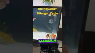 The Simple Aquarium Nitrogen Cycle 💦 aquariumhobby aquariummaintenance [upl. by Eissac]