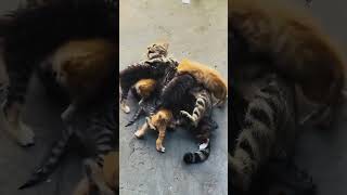 Cats momampbabies funny cat funnypets cutespets funnyanimals [upl. by Anairt]