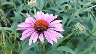 Purple Cone flowers Echinacea purpura Perennial Flowers that Comes Back Every Year [upl. by Bealle573]