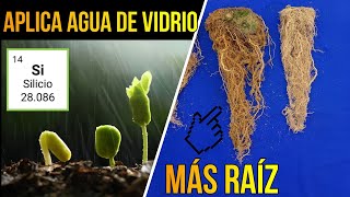 💎¿Por qué Debes Aplicar AGUA DE VIDRIO en tus CULTIVOS  🍂🍃 Manejo de Enfermedades en Plantas [upl. by Zetrok160]