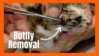 Botflies removal from Cats [upl. by Whitelaw105]