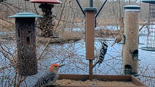 Three Species Of Woodpeckers At Once  Cornell Lab FeederWatch Cam – Dec 4 2023 [upl. by Issor442]