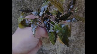 How to Grow Cryptocoryne Wendtii Brown [upl. by Chevalier342]