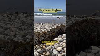 A giant seaweed has been found It washed up on the shore of Rancho Palos Verdes ocean 😳😅😉 [upl. by Mapel]