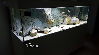 Mixed tropheus tank HD [upl. by Warp]