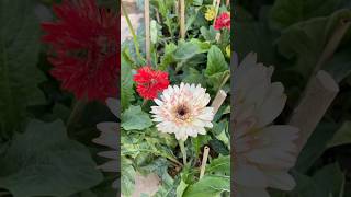 Gerbera winter season flower flowers nursery gardening [upl. by Tama151]