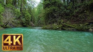 4K Ultra HD River Scenery  River in Jedediah Smith Redwoods State Park  Trailer [upl. by Znieh]