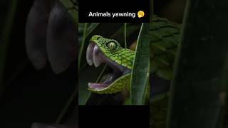 Animals yawning 🥱 animals [upl. by Ardnusal]