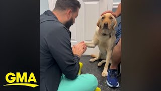 Video of injured dog learning to trust vet goes viral l GMA [upl. by Neelrahs446]