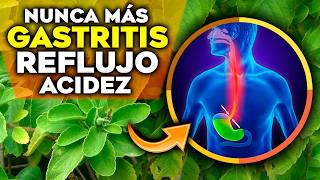 6 Plantas MILAGROSAS para CURAR la GASTRITIS el REFLUJO y la ACIDEZ ESTOMACAL  Remedios Naturales [upl. by Gerald843]