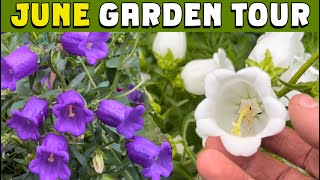 JUNE Garden tour and some EXCITING NEWS plus canterbury bells sweet peas ranunculus amp more [upl. by Meagan]