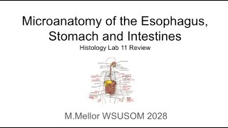 Histology  Micro anatomy of the Esophagus Stomach and Intestines Lab 11 Review [upl. by Daeriam460]